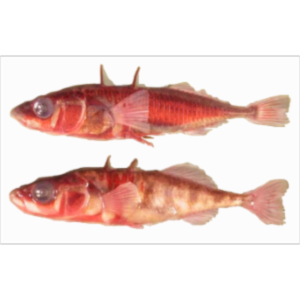 Stickleback Evolution