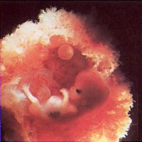 Prenatal Development