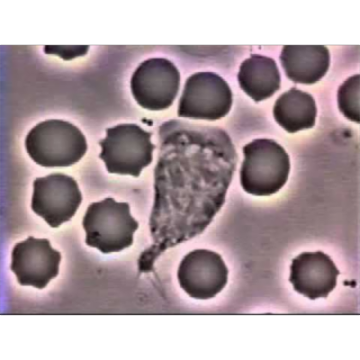 Neutrophil Chasing a Bacterium icon