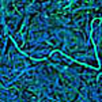 The Paper Project icon