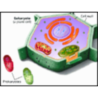 Biological animations and tutorials icon