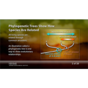 Skeletons Reveal Human and Chimpanzee Evolution
