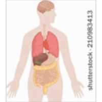 Human Anatomy Online icon