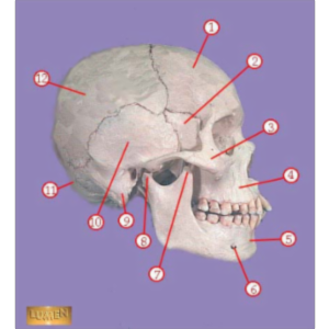 Bones of the Body icon