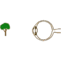 Anatomy, Physiology & Pathology of the Human Eye