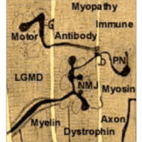 NEUROMUSCULAR DISEASE CENTER