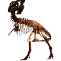 Museum of Paleontology icon