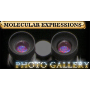 Molecular Expressions icon
