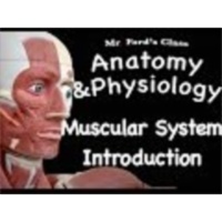 The Muscular System : Introduction to the Muscular System (09:05) icon