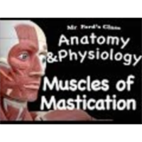 The Muscular System : Muscles of Mastication (09:10) icon