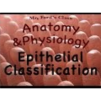 The Integumentary System : Epithelial Classification (06:02) icon