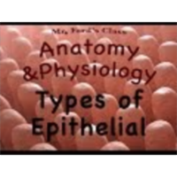 The Integumentary System : Types of Epithelial Tissues (06:03) icon
