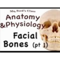 The Skeletal System : Facial Bones pt 1 (07:07) icon