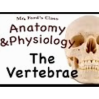 The Skeletal System : The Vertebrae (07:11)