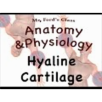 Joints and Articulations : Hyaline Cartilage (08:02) icon
