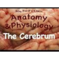 The Nervous System : The Cerebrum (10:11) icon