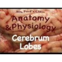 The Nervous System : Lobes of the Cerebrum (10:12) icon