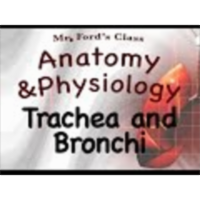 The Respiratory System : Trachea and Bronchi (16:04) icon