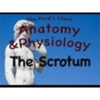 The Male Reproductive System : The Scrotum (19:03)