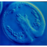 Dynamics of Development icon