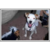 MARQS: Media album retrieval by query sketch