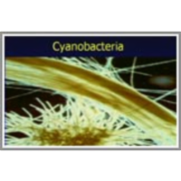 The Invisible Forest: Microbes in the Sea icon