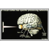 The Brain and Mind icon