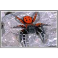 Biotska raznovrstnost na Krasu