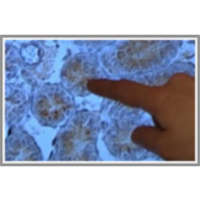 Hormonski motilci icon