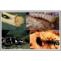 Kako se sporazumevajo žuželke icon