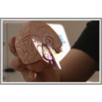 Ženski in moški možgani icon