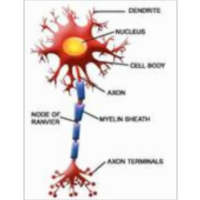 Molecular Biology of the Cell icon