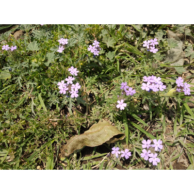 Rosa Ana Duque Cázares