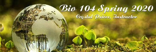 Bio 104 Spring 2020